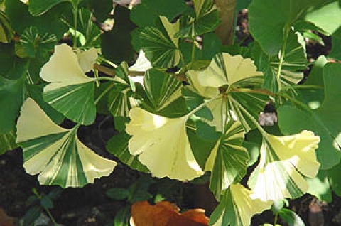 Miłorząb dwuklapowy (Ginkgo biloba) Variegata